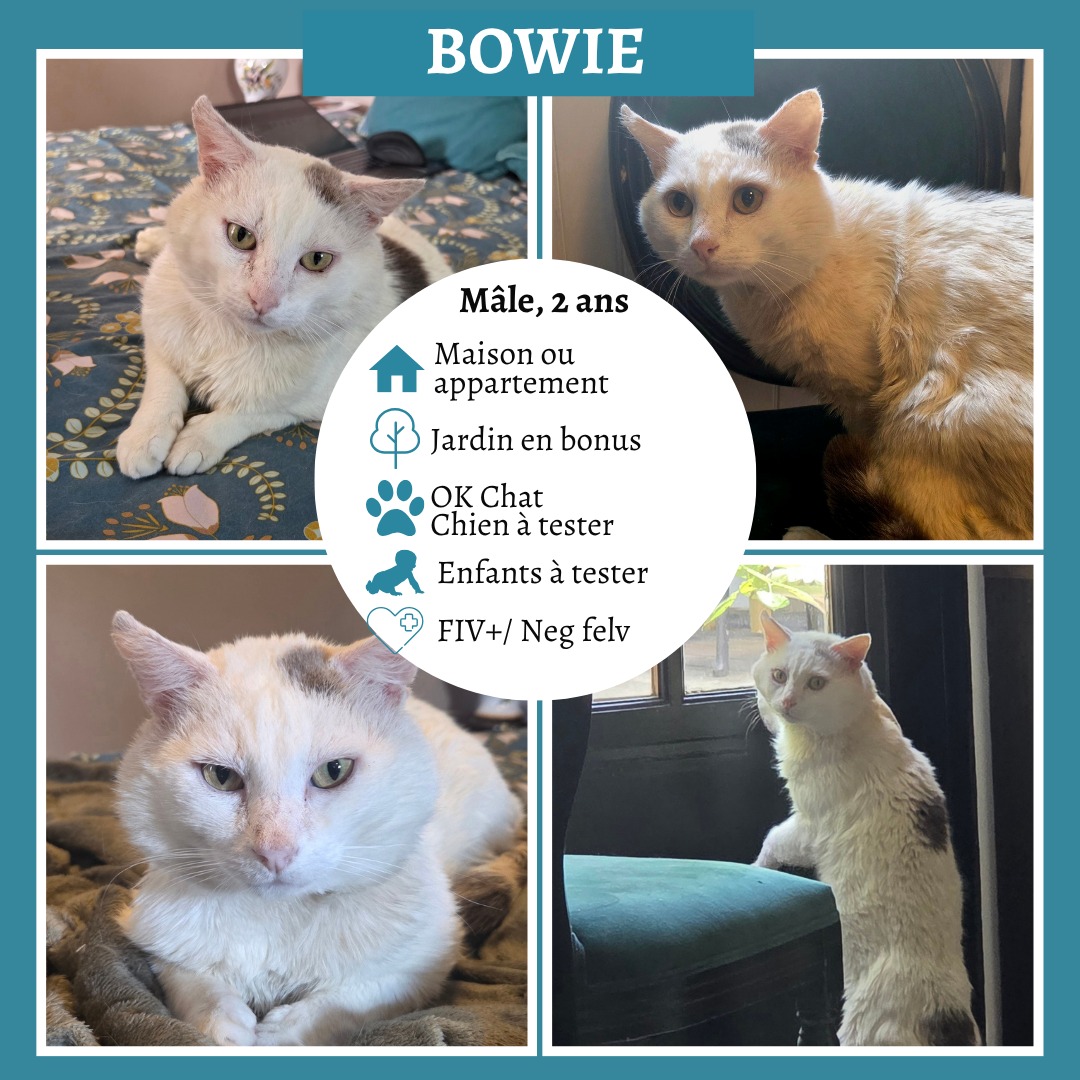 Bowie