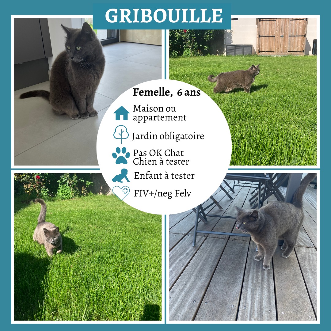 Gribouille