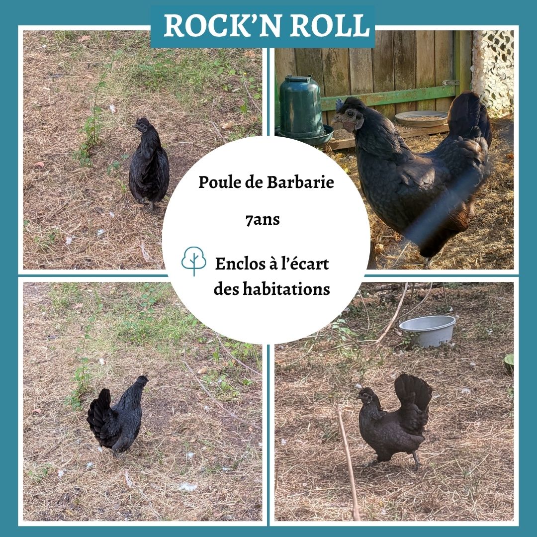 Rock&rsquo;n&rsquo;roll