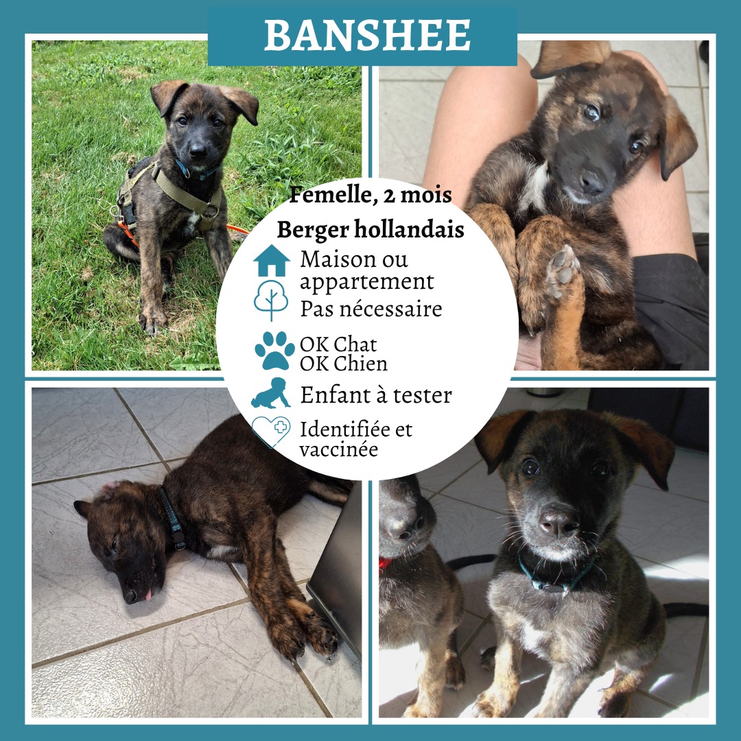 Banshee