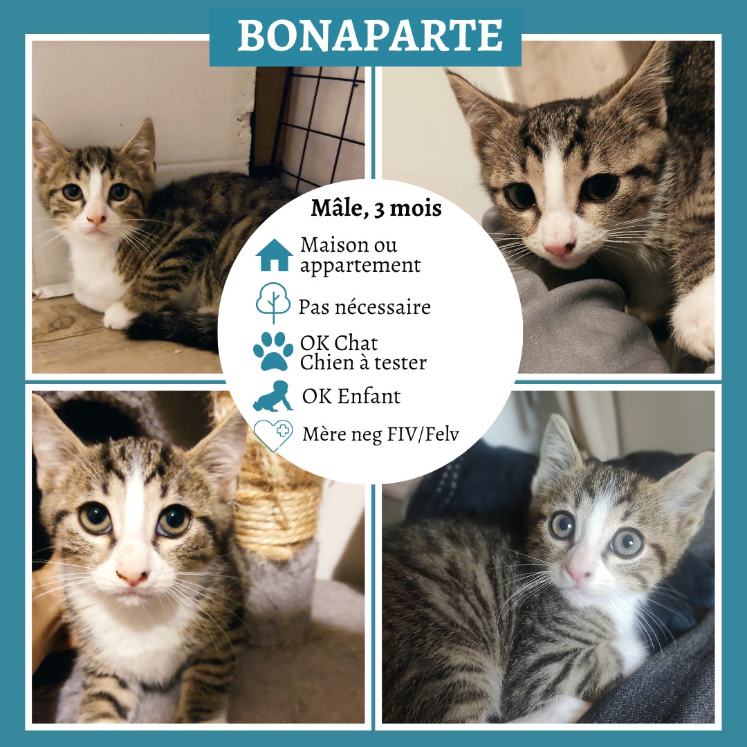 Bonaparte
