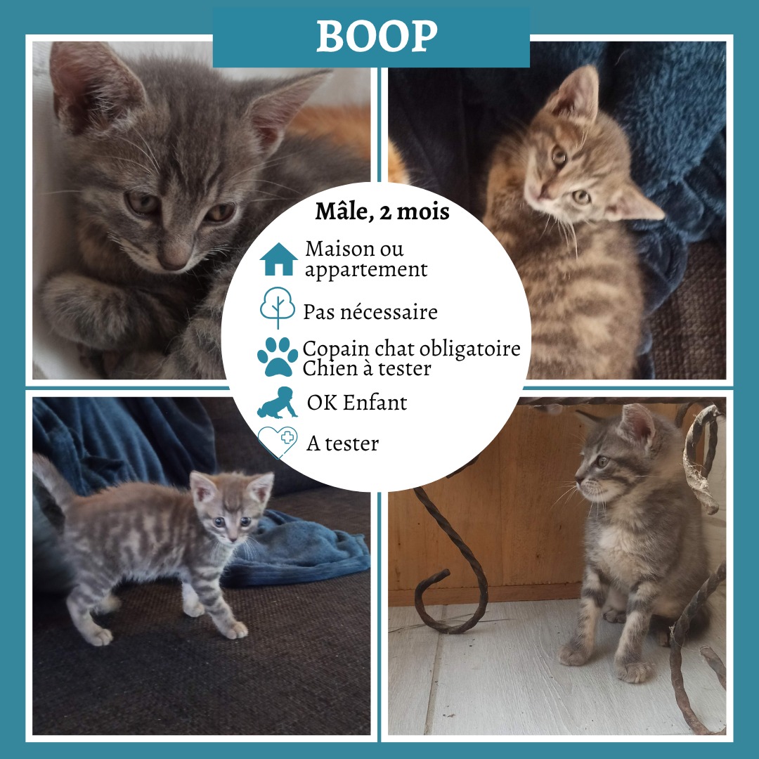 Boop