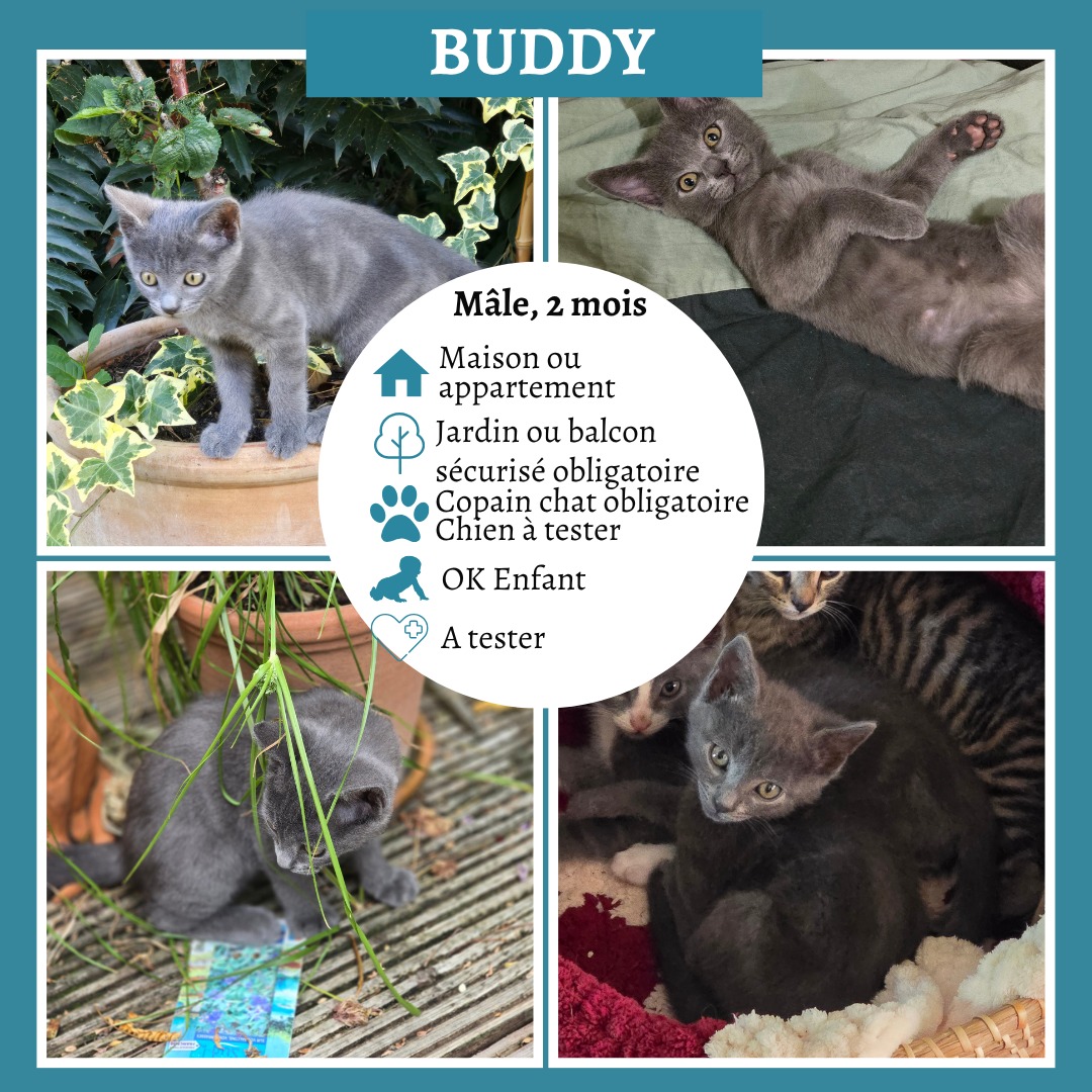 Buddy