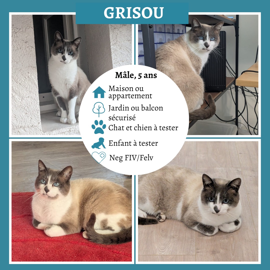 Grisou