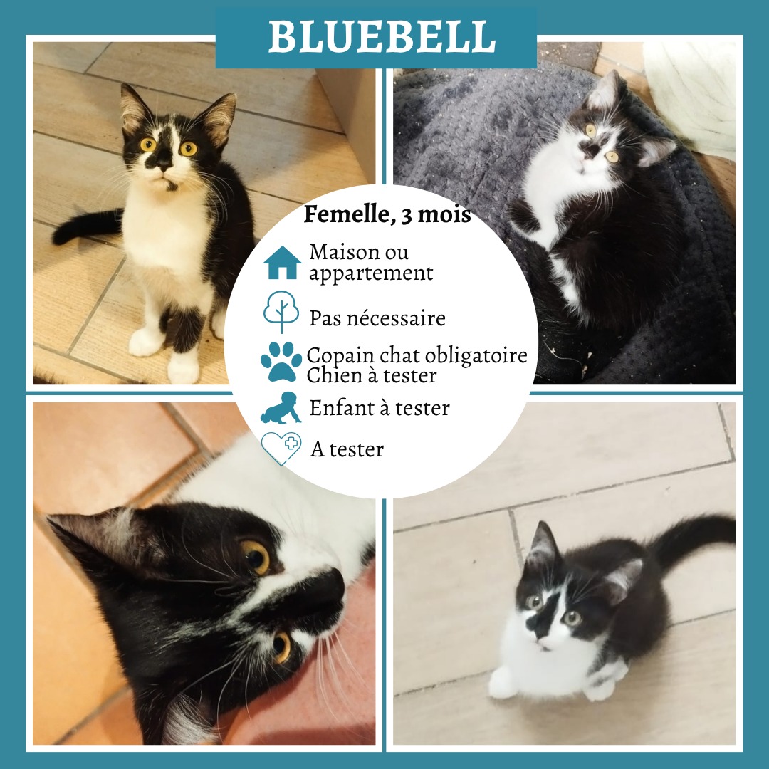 Bluebell