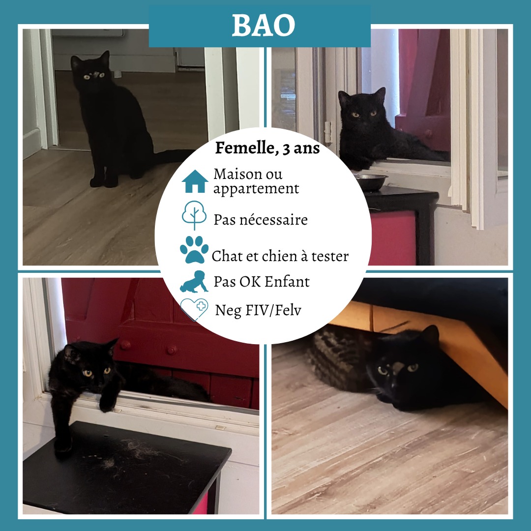 Bao