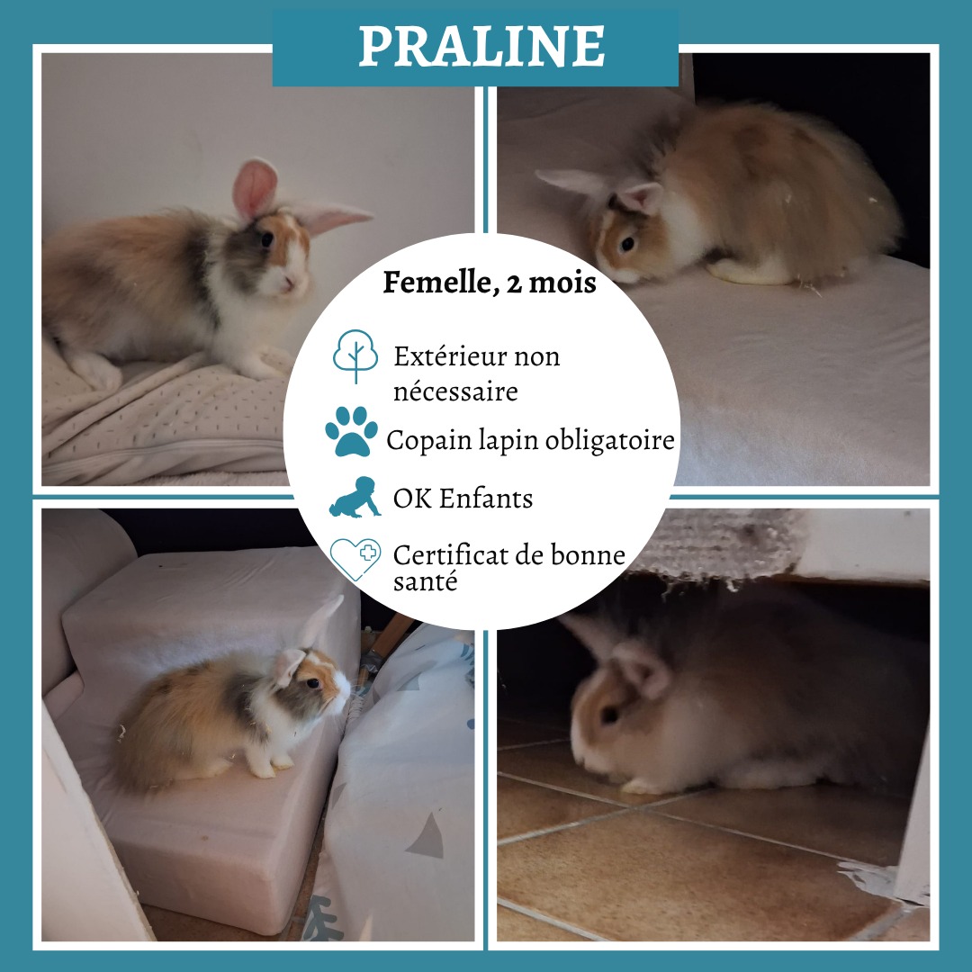 Praline