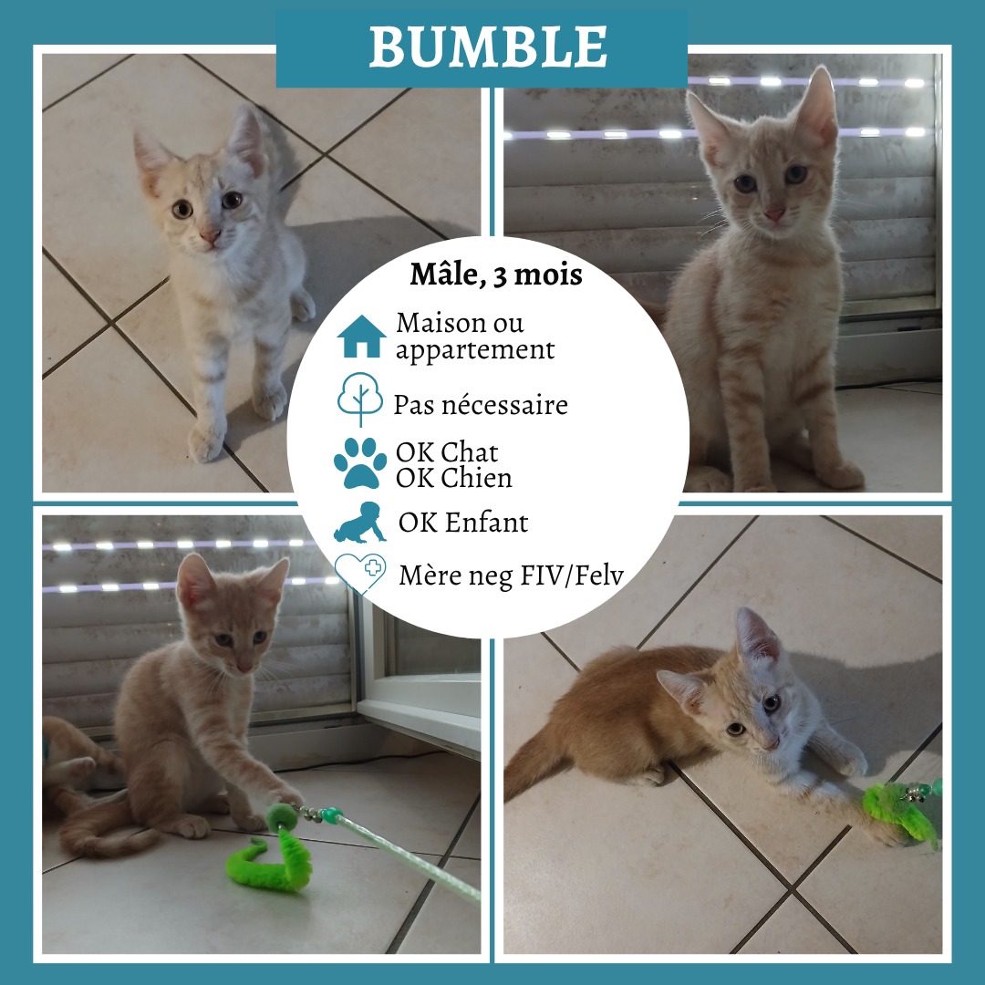Bumble