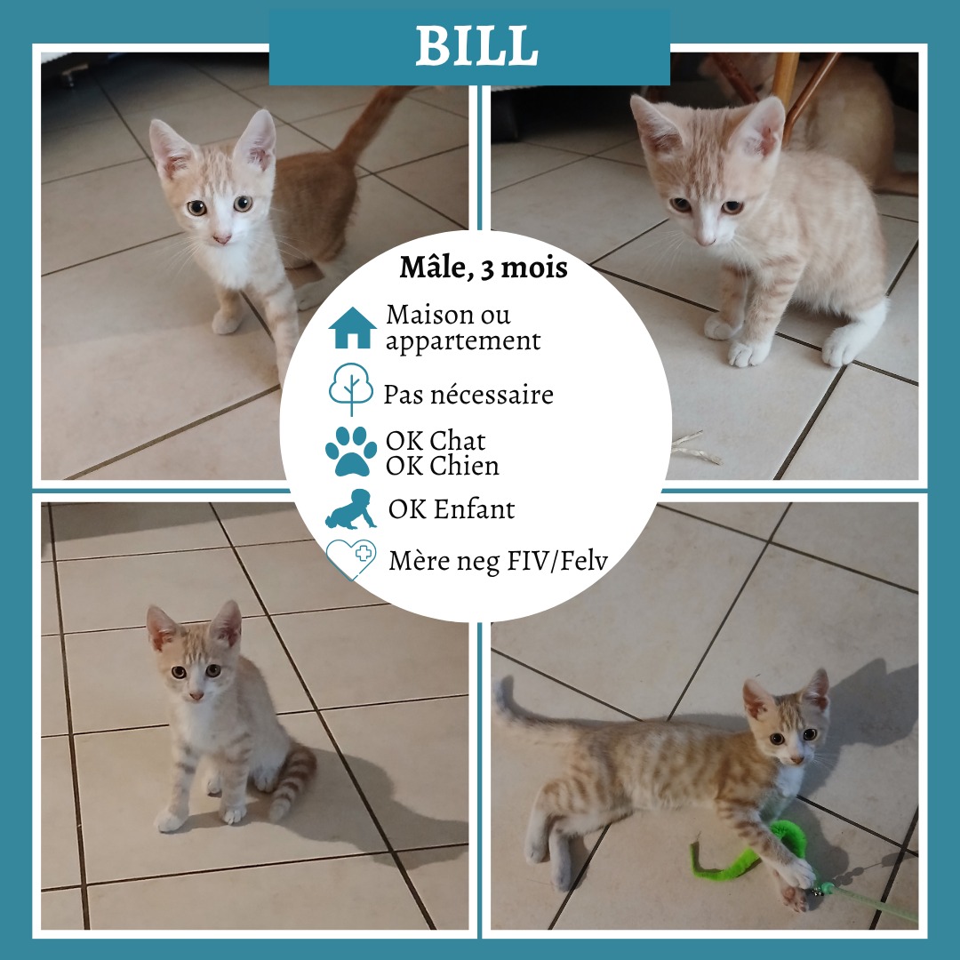 Bill