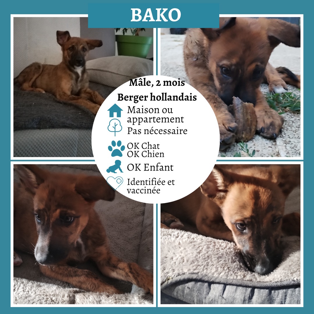 Bako