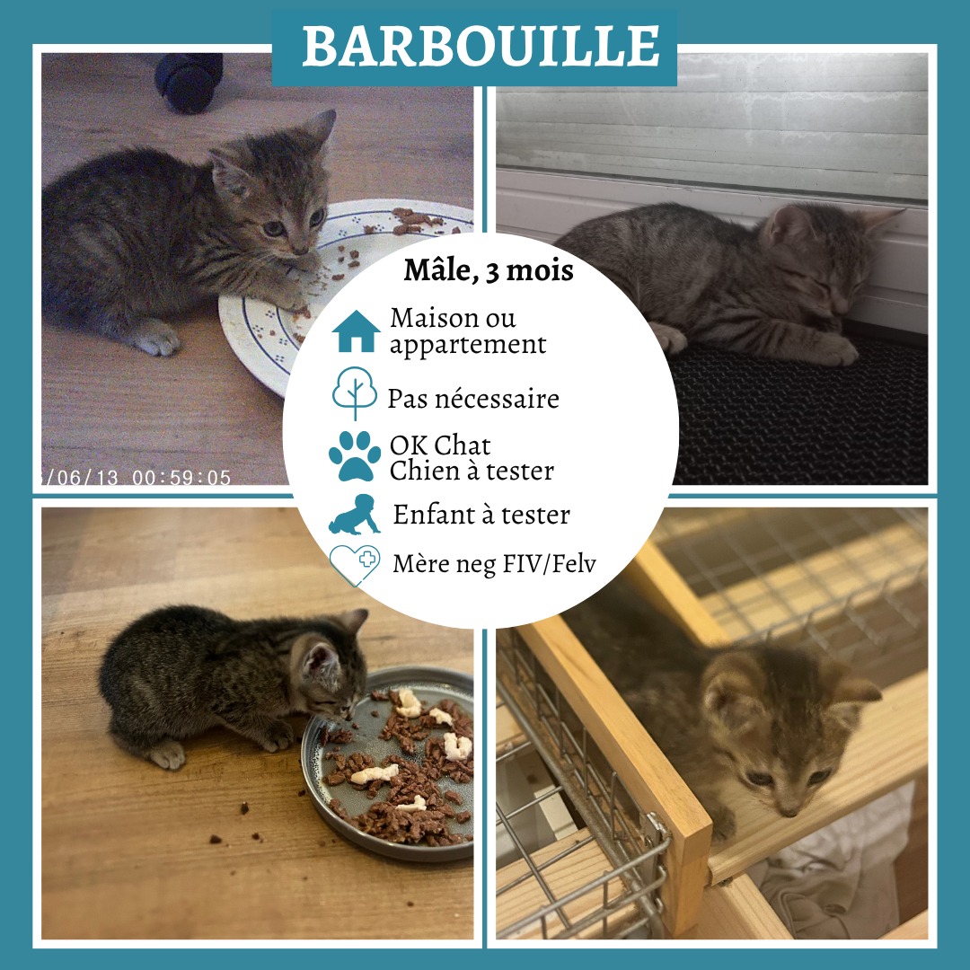 Barbouille