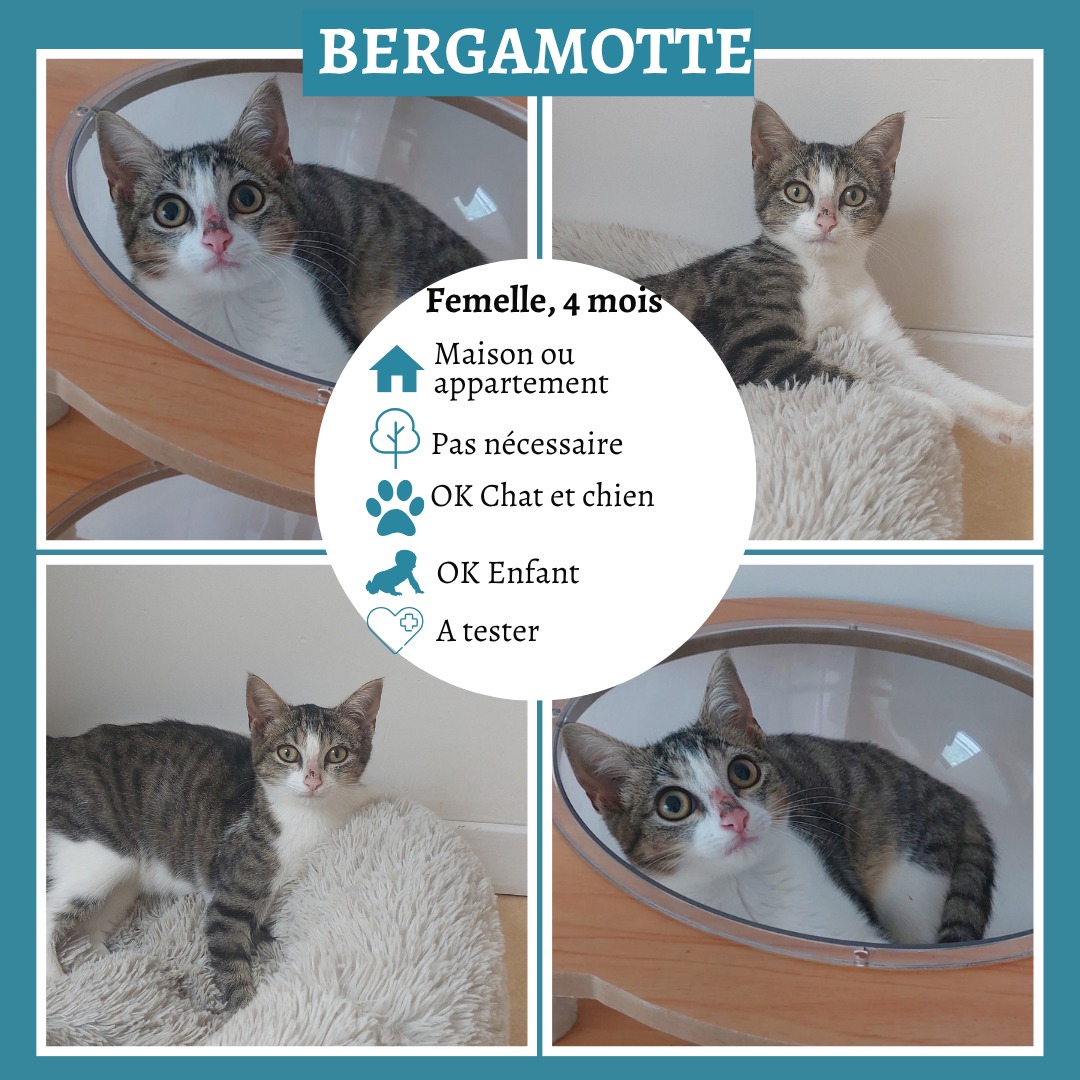 Bergamotte