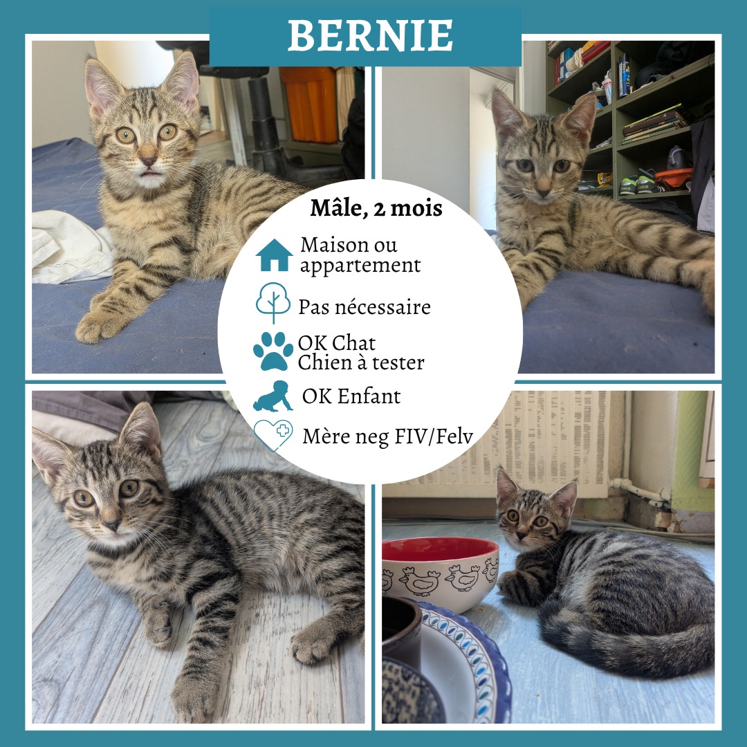 Bernie
