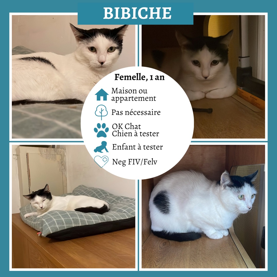 Bibiche
