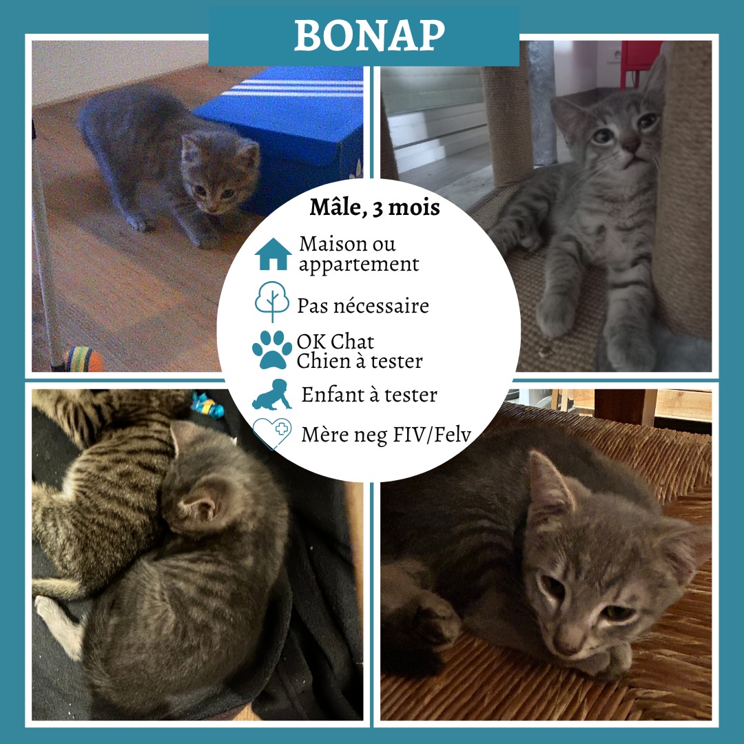 Bonap