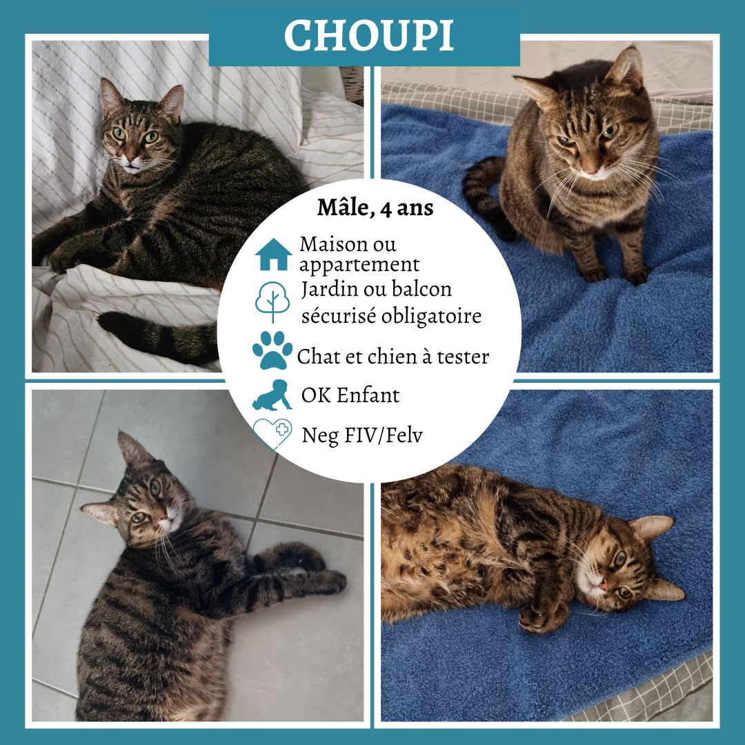 Choupi