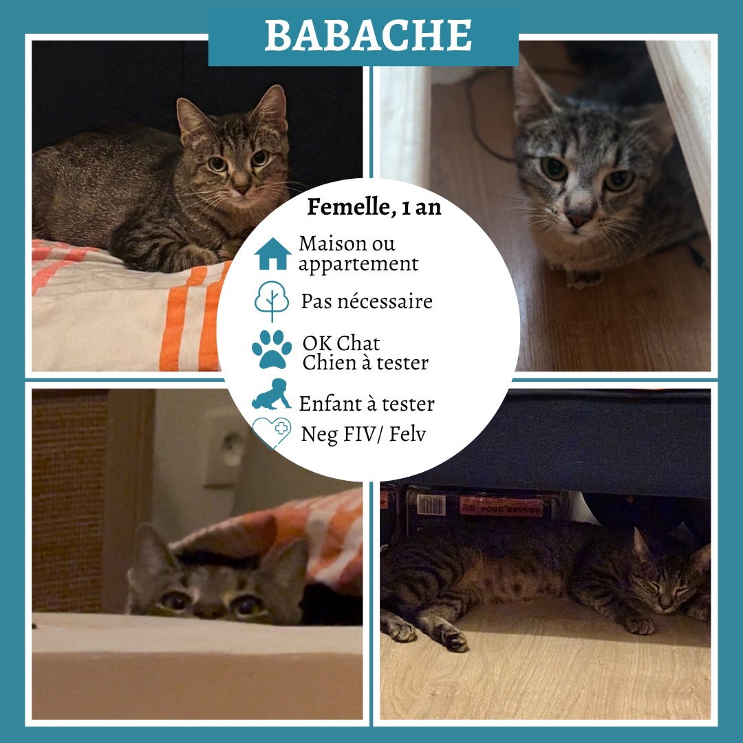 Babache