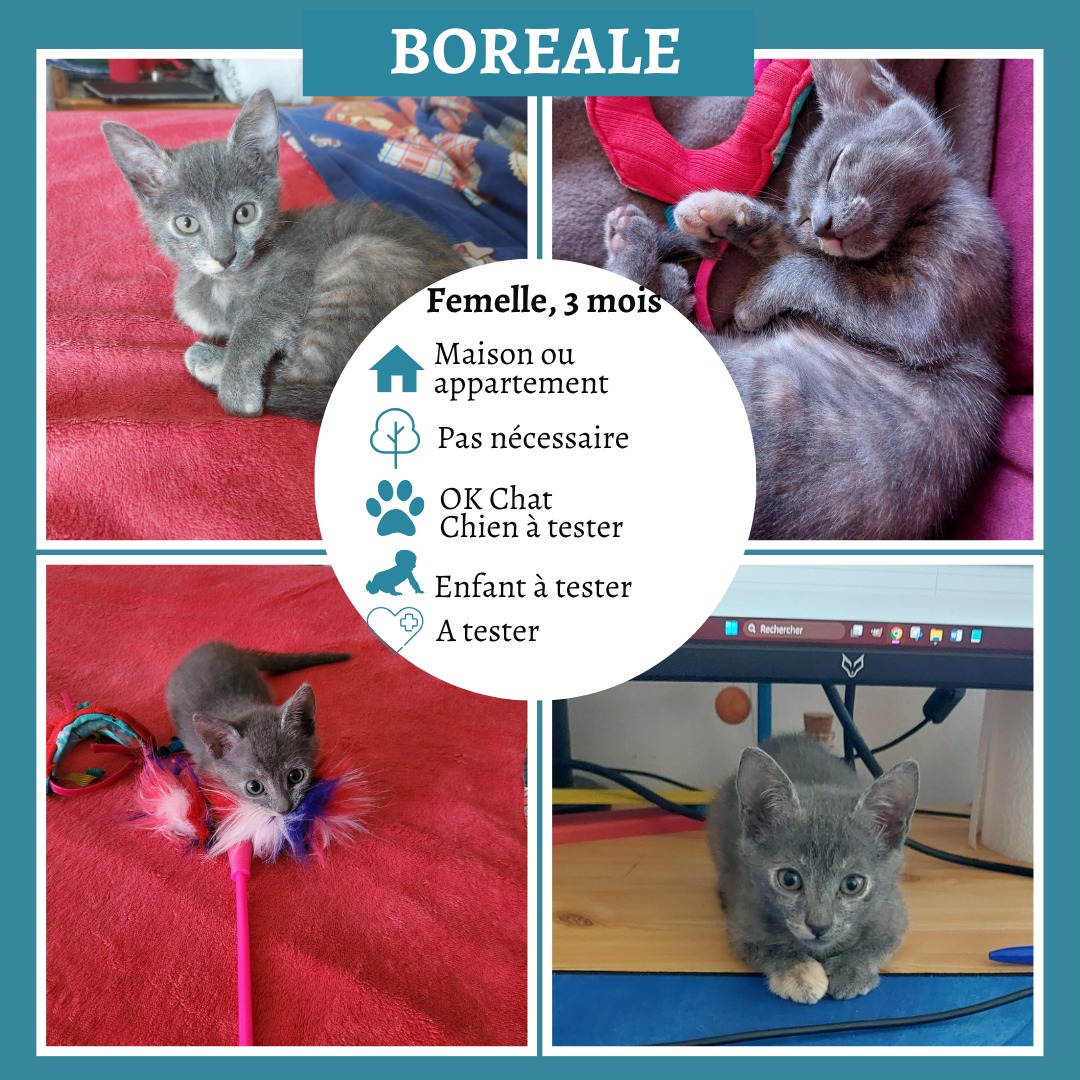 Boréale