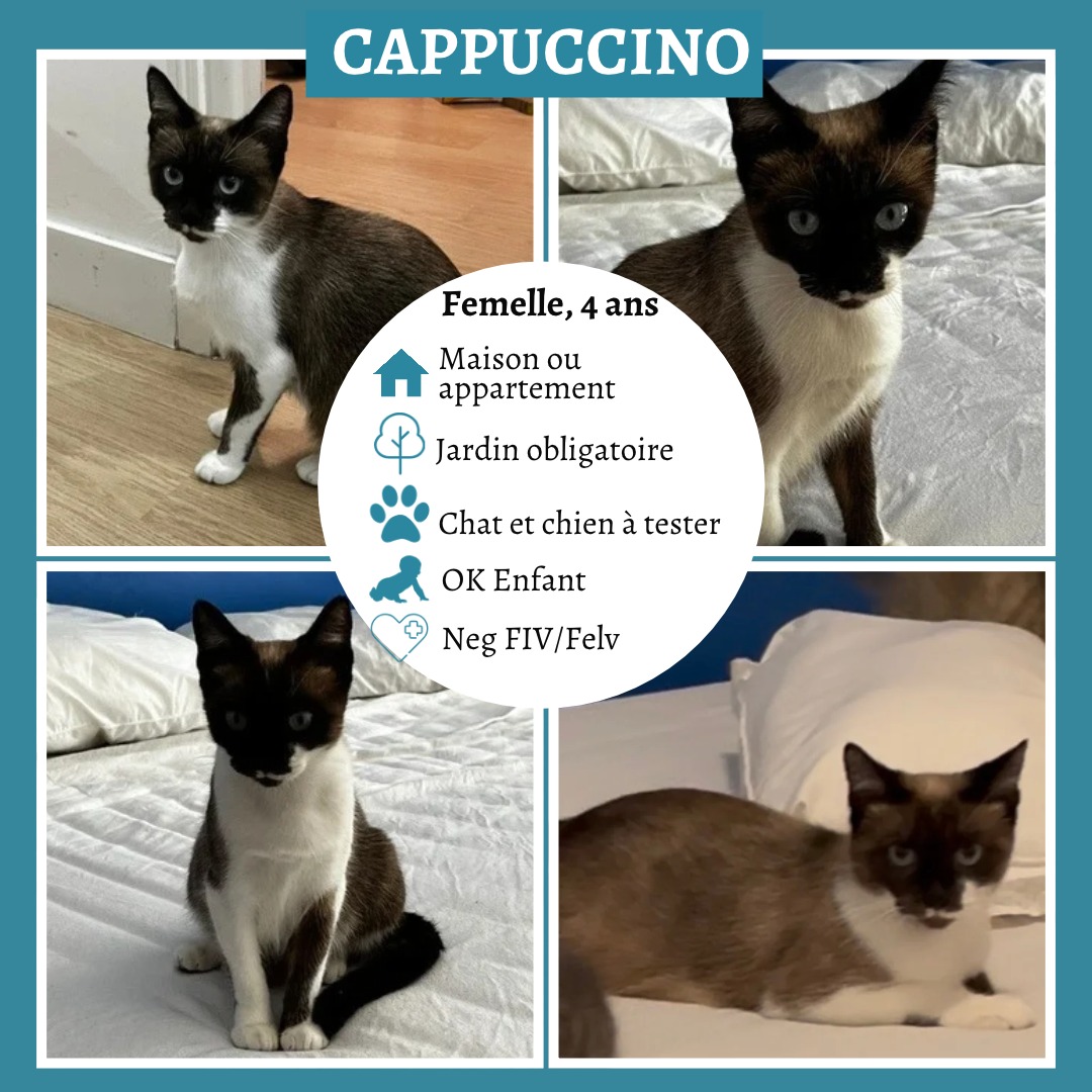 Cappuccino